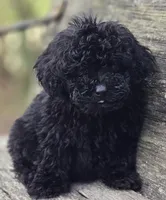 Nora, a female Poodle - Toy  for sale in Somerville, TN – Photo 1 of 3