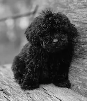 Nora, a female Poodle - Toy  for sale in Somerville, TN – Photo 2 of 3