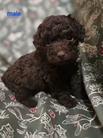 Adam, a male Poodle - Toy  for sale in Somerville, TN – Photo 1 of 5