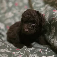 Adam, a male Poodle - Toy  for sale in Somerville, TN – Photo 4 of 5