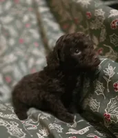 Adam, a male Poodle - Toy  for sale in Somerville, TN – Photo 2 of 5