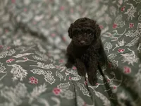 Adam, a male Poodle - Toy  for sale in Somerville, TN – Photo 5 of 5