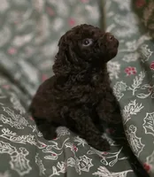 Adam, a male Poodle - Toy  for sale in Somerville, TN – Photo 3 of 5