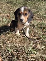 Rebel, a male Beagle for sale in Somerville, TN – 2 of 2