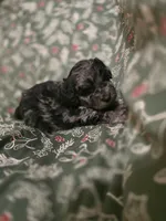 Brandon, a male Cockapoo for sale in Somerville, TN – Photo 2 of 3