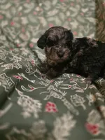 Brandon, a male Cockapoo for sale in Somerville, TN – Photo 3 of 3