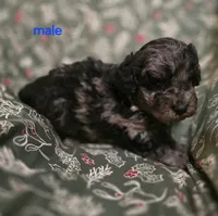 Brandon, a male Cockapoo for sale in Somerville, TN – Photo 1 of 3