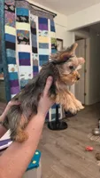 Chuck, a male Yorkshire Terrier for sale in Somerville, TN – 2 of 2