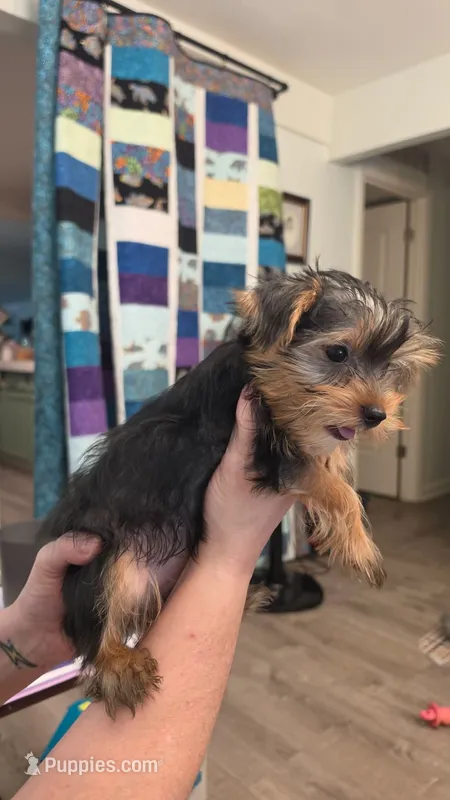 Milo – Yorkshire Terrier puppy for sale in Somerville, TN