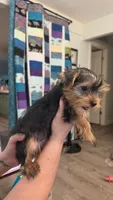 Milo, a male Yorkshire Terrier for sale in Somerville, TN – 1 of 7