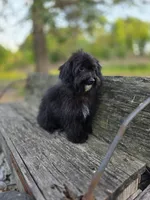 Brice, a male Cockapoo for sale in Somerville, TN – 4 of 6