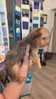 Amber, a female Yorkshire Terrier for sale in Somerville, TN – 1 of 8