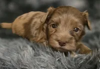 Brent, a male Yorkipoo for sale in Somerville, TN – Photo 1 of 5