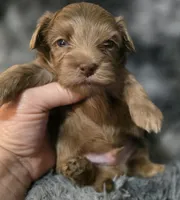 Brent, a male Yorkipoo for sale in Somerville, TN – Photo 4 of 5