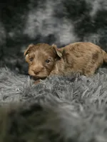 Brent, a male Yorkipoo for sale in Somerville, TN – Photo 3 of 5