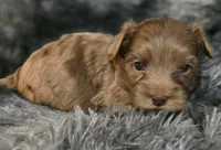 Brent, a male Yorkipoo for sale in Somerville, TN – Photo 5 of 5