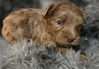 Brent, a male Yorkipoo for sale in Somerville, TN – Photo 2 of 5