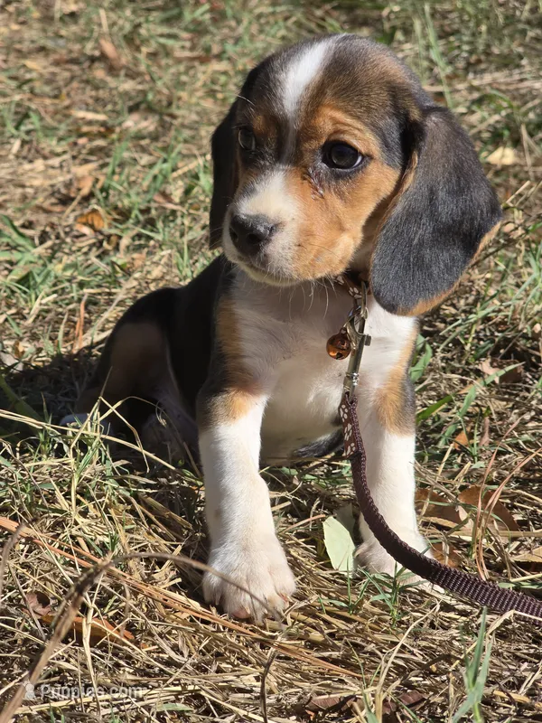 Rebel – Beagle puppy for sale in Somerville, TN