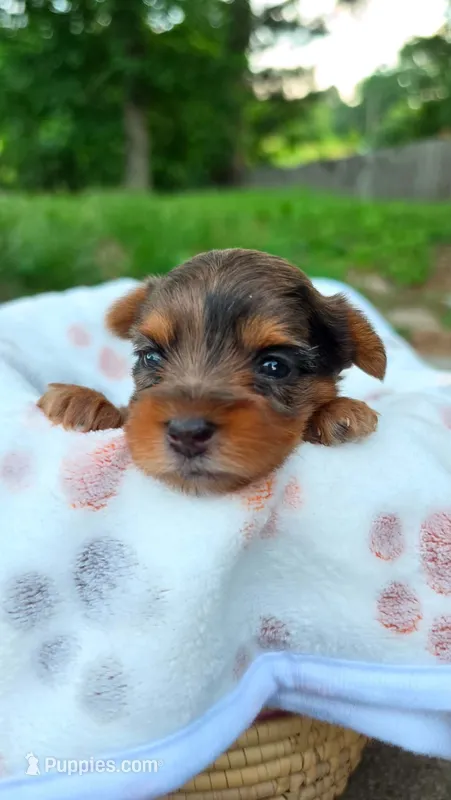 Amber – Yorkshire Terrier puppy for sale in Somerville, TN