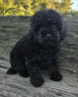 Pete, a male Poodle - Toy  for sale in Somerville, TN – 3 of 4