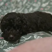 Avery, a female Poodle - Toy  for sale in Somerville, TN – Photo 2 of 6