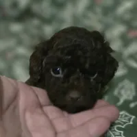 Avery, a female Poodle - Toy  for sale in Somerville, TN – Photo 4 of 6