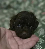 Avery, a female Poodle - Toy  for sale in Somerville, TN – Photo 4 of 6