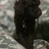 Avery, a female Poodle - Toy  for sale in Somerville, TN – Photo 5 of 6