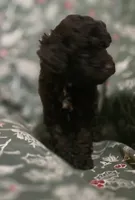 Avery, a female Poodle - Toy  for sale in Somerville, TN – Photo 5 of 6