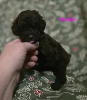 Avery, a female Poodle - Toy  for sale in Somerville, TN – Photo 1 of 6