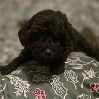 Avery, a female Poodle - Toy  for sale in Somerville, TN – Photo 6 of 6