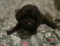 Avery, a female Poodle - Toy  for sale in Somerville, TN – Photo 6 of 6