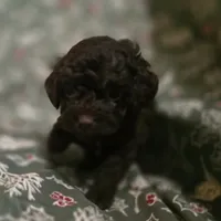 Avery, a female Poodle - Toy  for sale in Somerville, TN – Photo 3 of 6