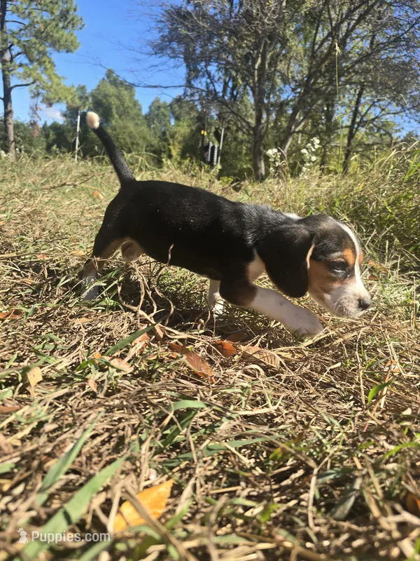 Rachel – Beagle puppy for sale in Somerville, TN