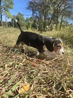 Rachel, a female Beagle for sale in Somerville, TN – 1 of 3