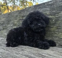 Patsy, a female Poodle - Toy  for sale in Somerville, TN – 2 of 2