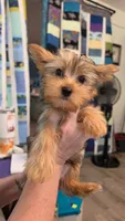 Amber, a female Yorkshire Terrier for sale in Somerville, TN – 3 of 8