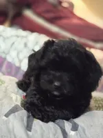 Dan, a male Cockapoo for sale in Somerville, TN – Photo 3 of 5