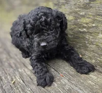 Dan, a male Cockapoo for sale in Somerville, TN – Photo 5 of 5