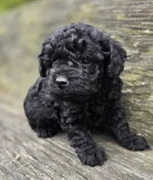 Dan, a male Cockapoo for sale in Somerville, TN – Photo 4 of 5
