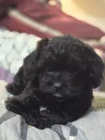 Dan, a male Cockapoo for sale in Somerville, TN – Photo 2 of 5