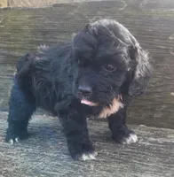 Tina, a female Cockapoo for sale in Somerville, TN – Photo 3 of 3