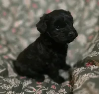 Britney, a female Cockapoo for sale in Somerville, TN – Photo 2 of 3
