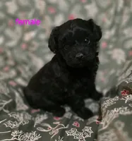 Britney, a female Cockapoo for sale in Somerville, TN – Photo 1 of 3