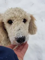 Penny, a female Goldendoodle for sale in Somerville, TN – Photo 2 of 4