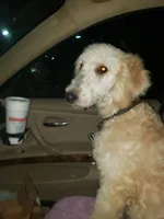 Penny, a female Goldendoodle for sale in Somerville, TN – Photo 4 of 4