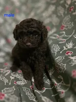 Arron, a male Poodle - Toy  for sale in Somerville, TN – Photo 1 of 4