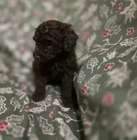 Arron, a male Poodle - Toy  for sale in Somerville, TN – Photo 3 of 4