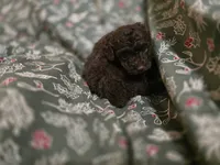 Arron, a male Poodle - Toy  for sale in Somerville, TN – Photo 4 of 4