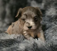 Brad, a male Yorkipoo for sale in Somerville, TN – Photo 1 of 4